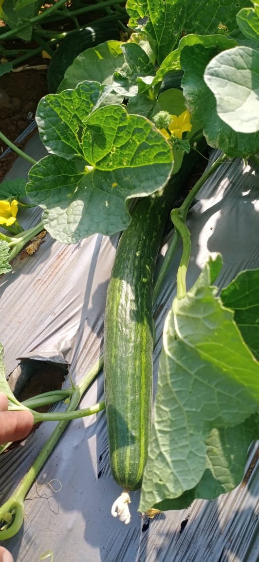Arjun 22 cucumber