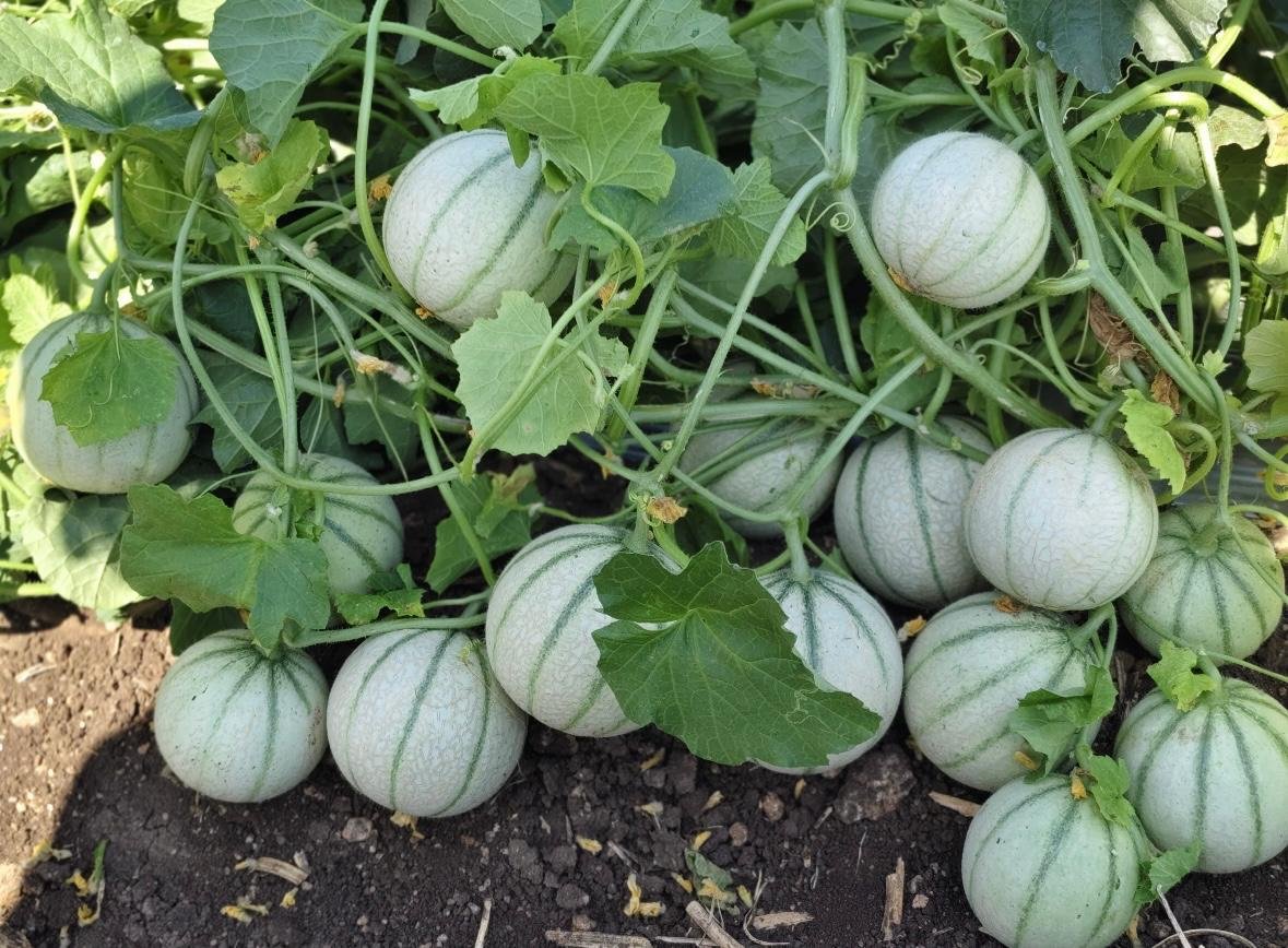 Muskmelon pvr 70