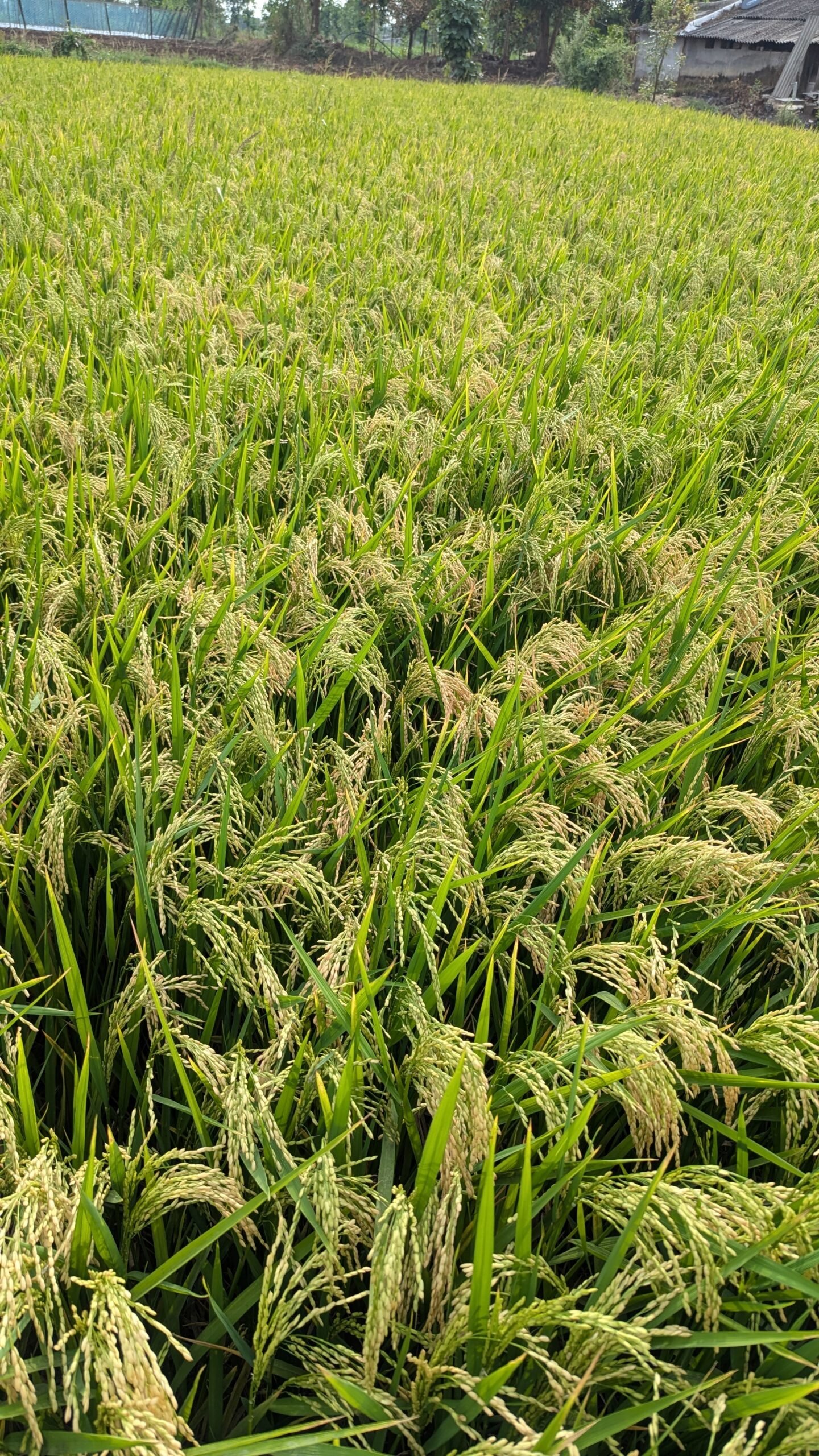 Paddy 0444