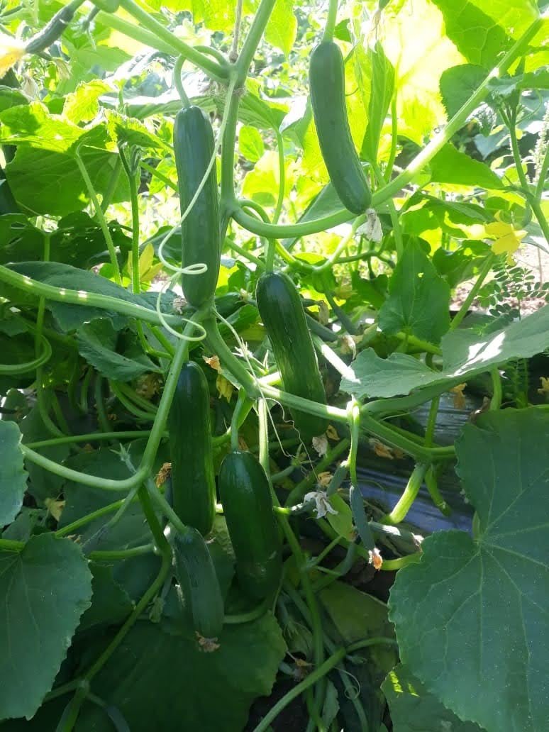 Pvr Janki cucumber