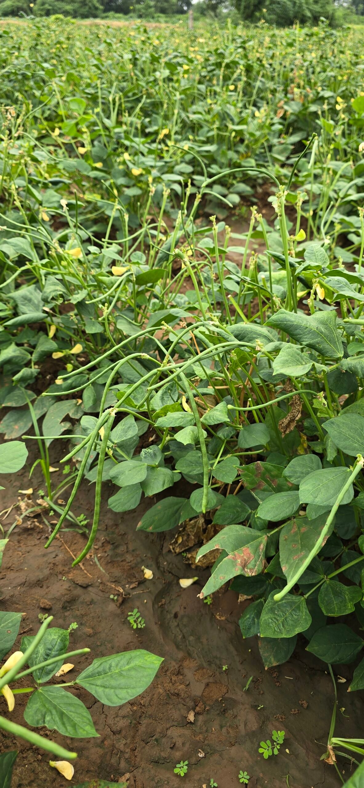 Pvr Shweta 45