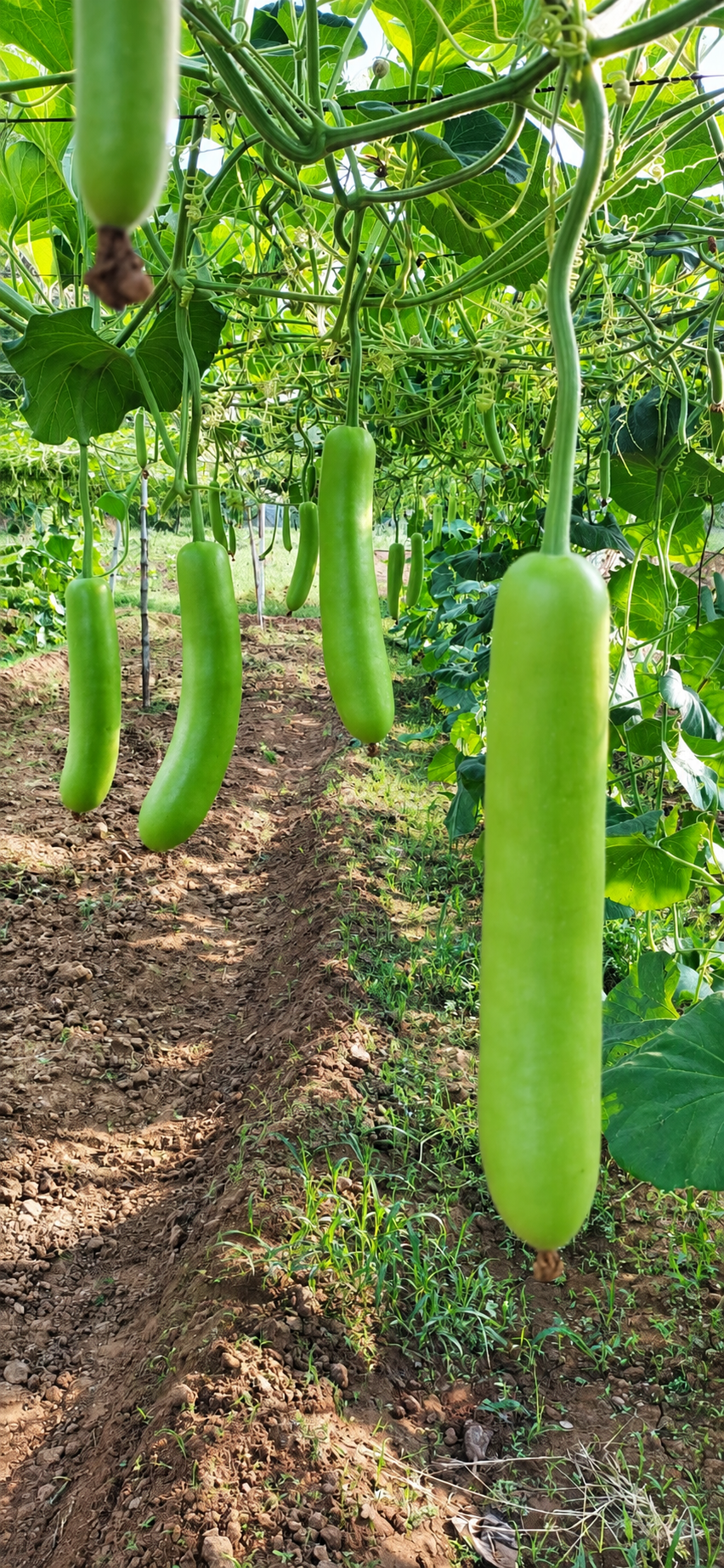 Pvr bottle gourd
