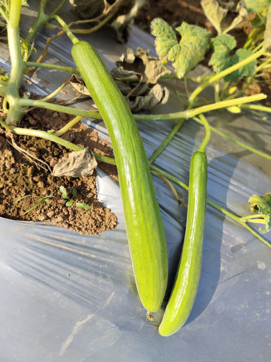 Pvr green cucumber