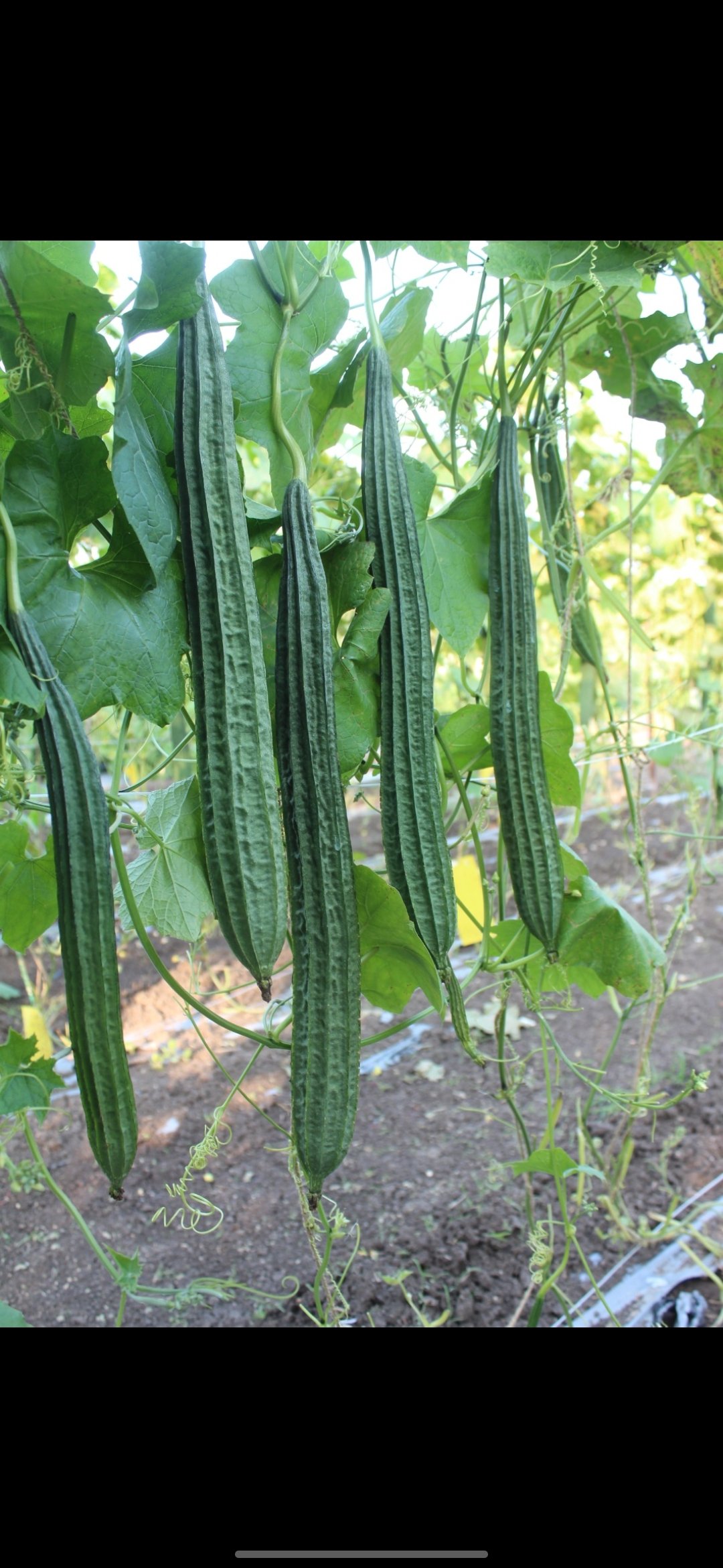 Pvr ridge gourd