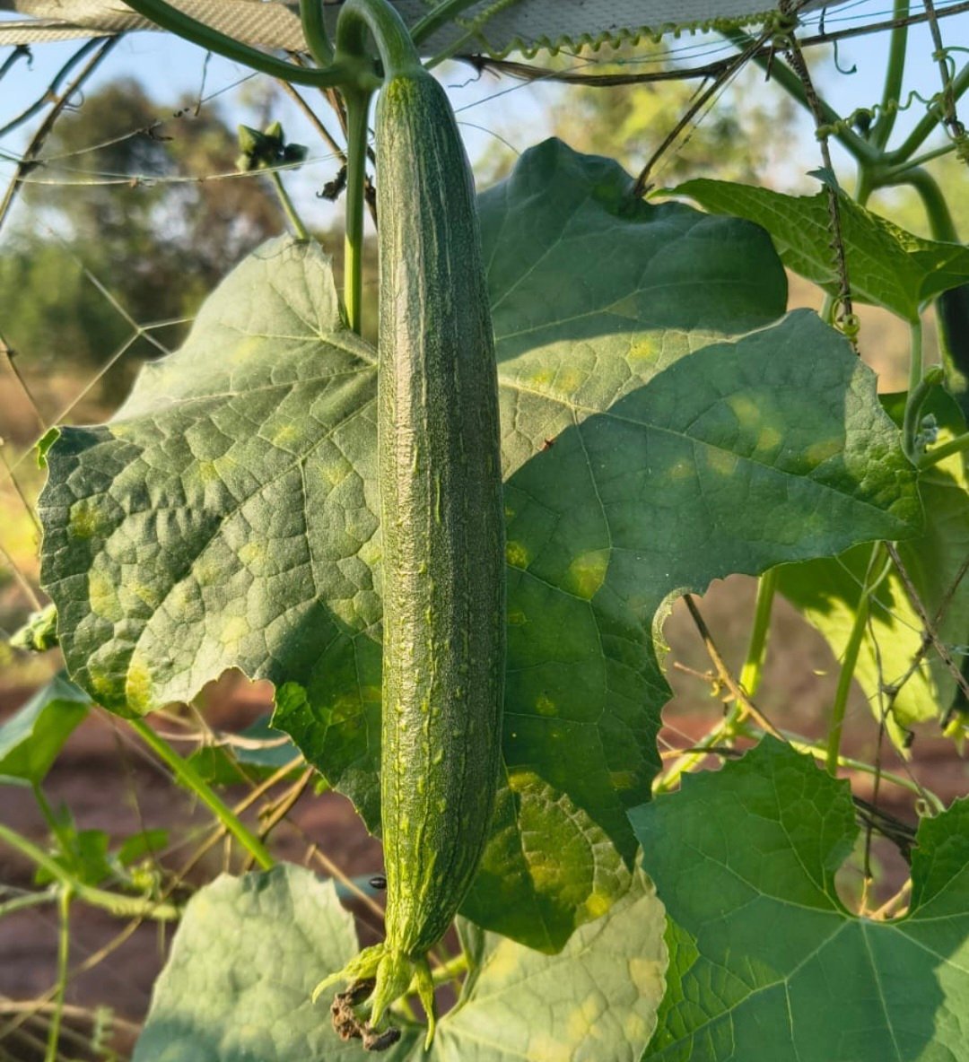 Pvr sponge gourd 133
