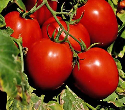 Pvr tomato