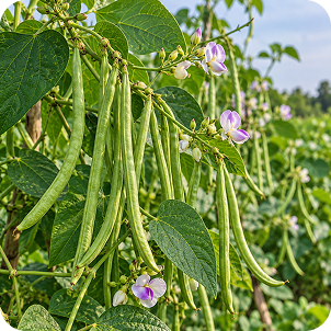 Cowpea
