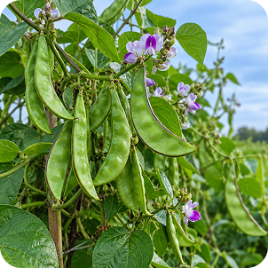 Dolichos Bean