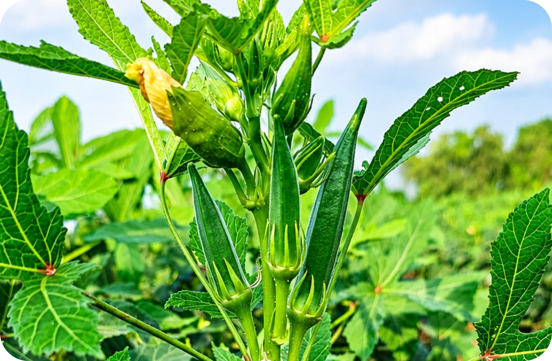 Okra
