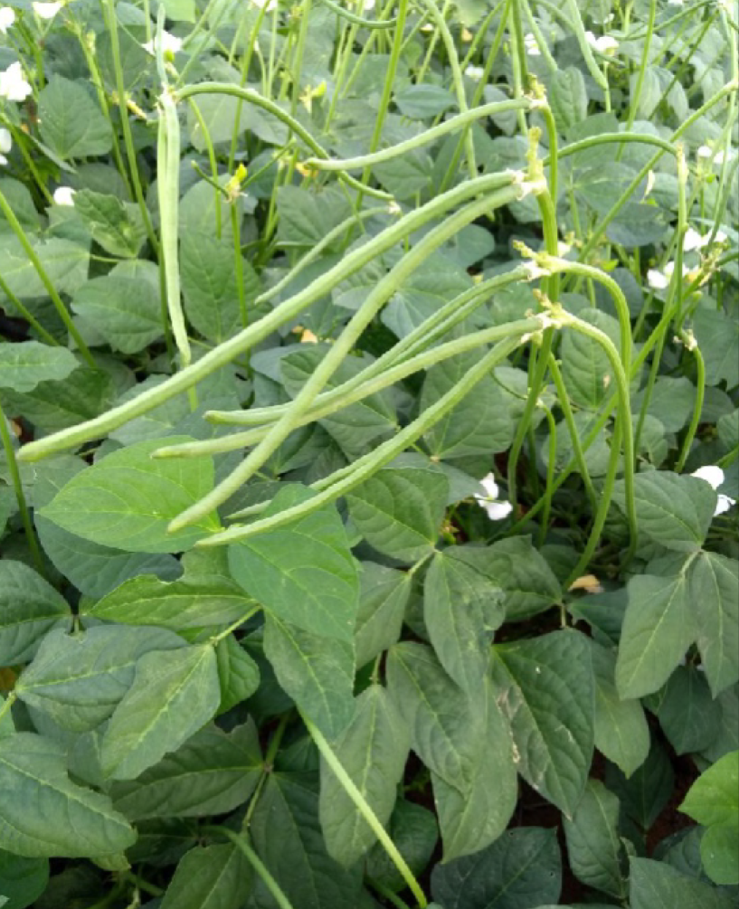 P.V.R RESEARCH - COWPEA - SANGAM