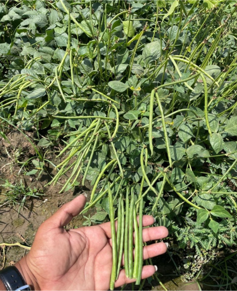 P.V.R RESEARCH - COWPEA - SANIYA