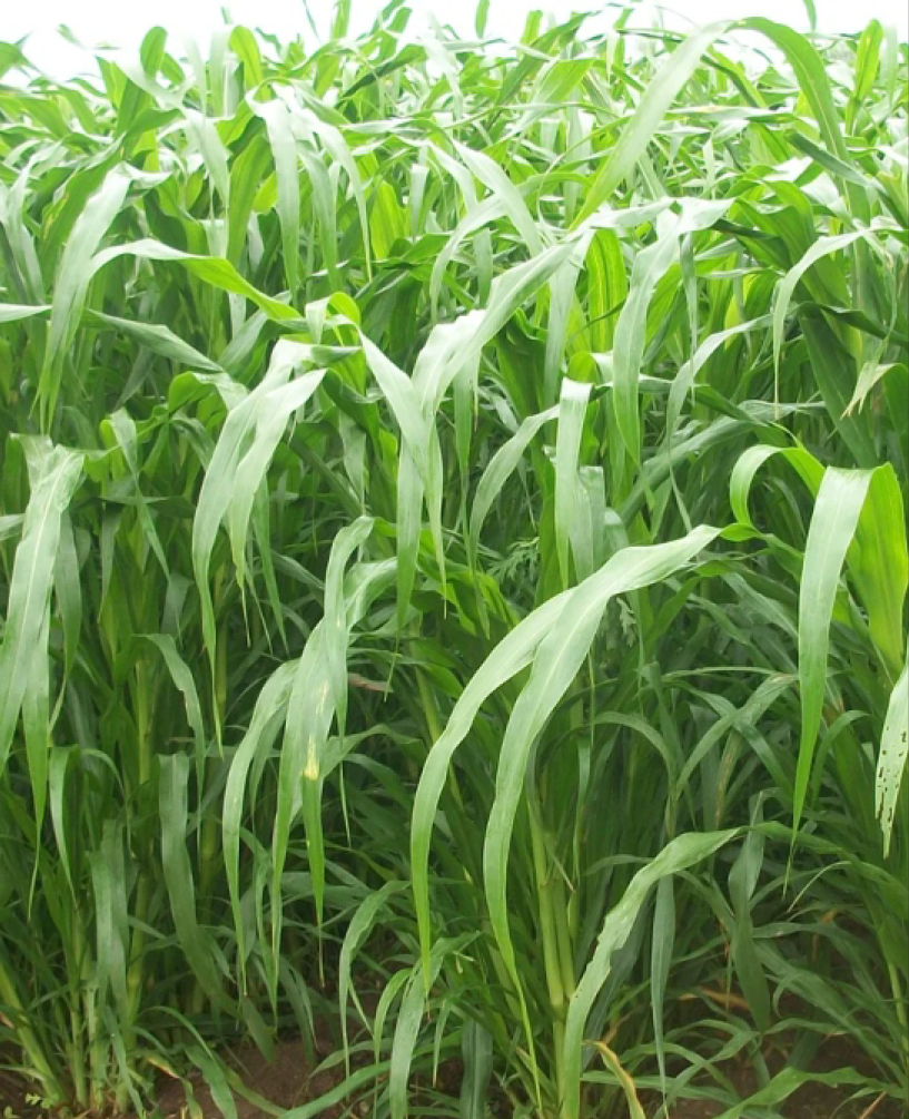 P.V.R. Fodder Bajra 10