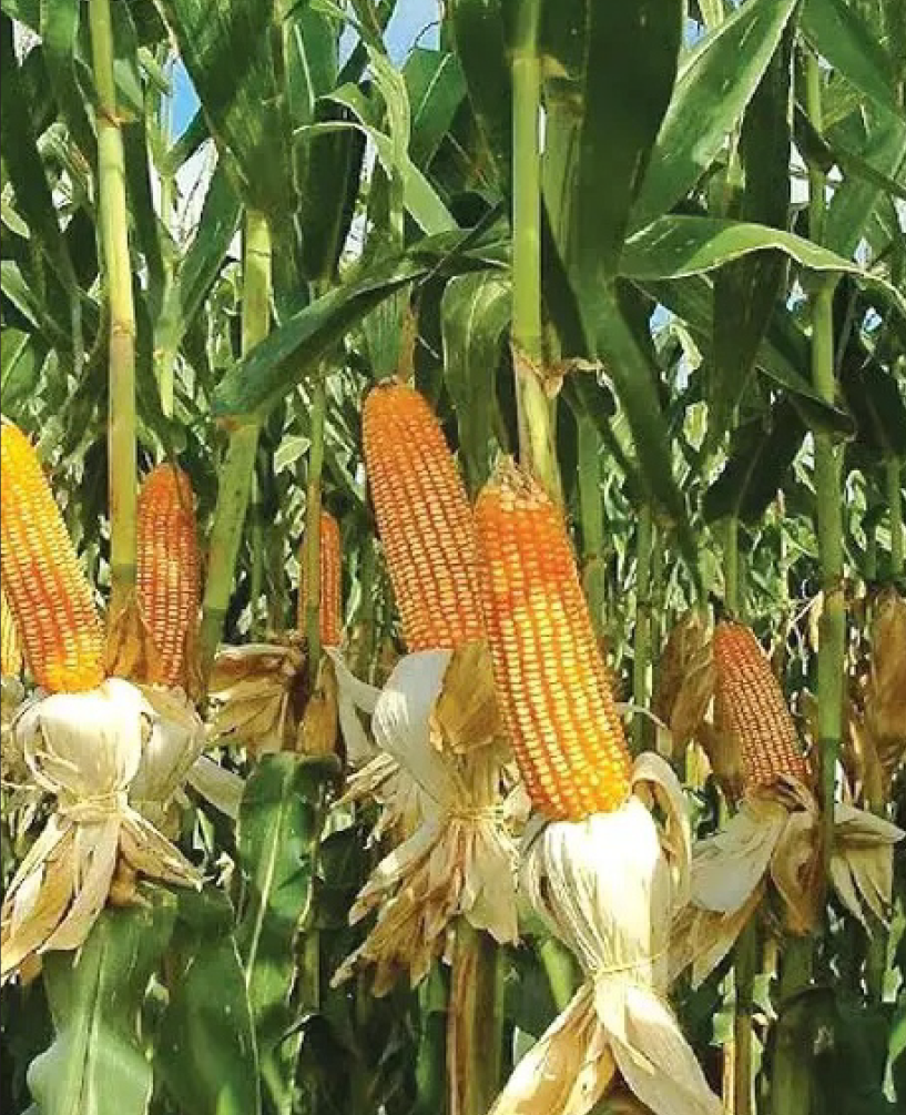 P.V.R. HY .MAIZE 2546