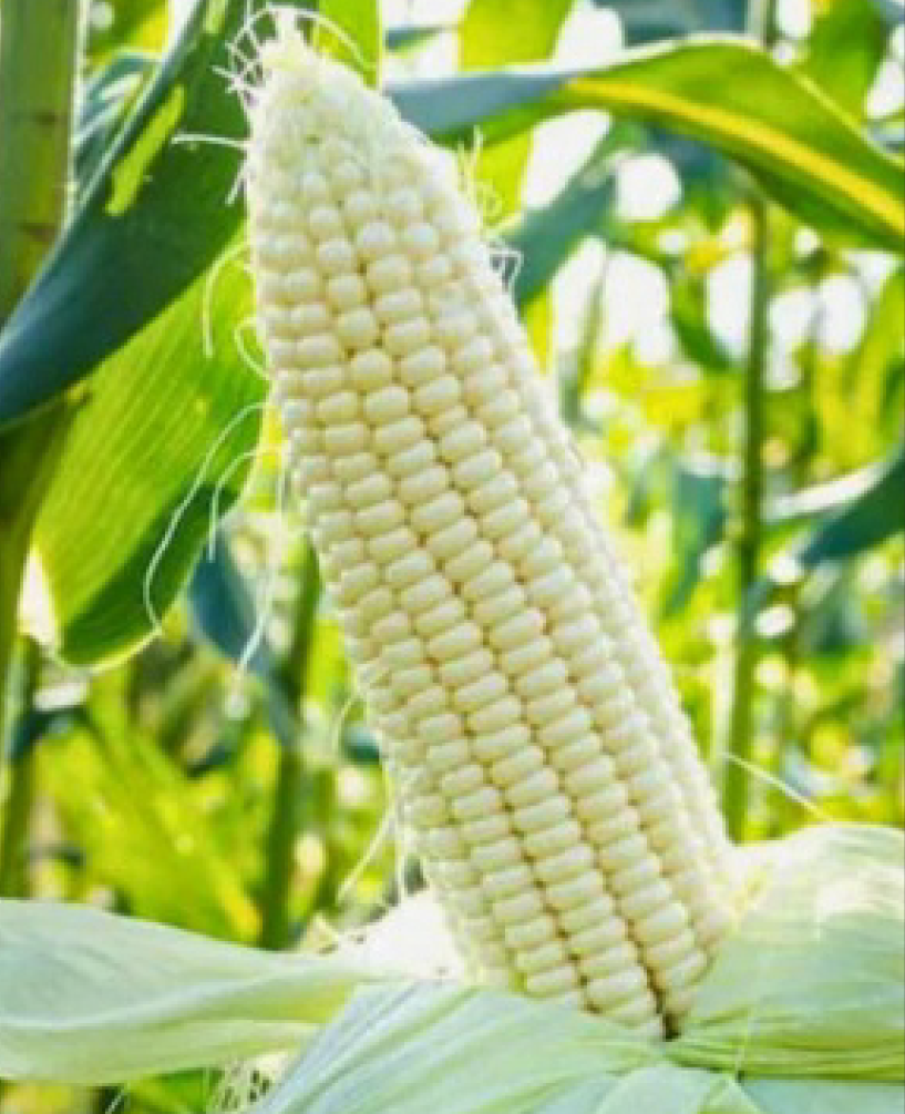 P.V.R. HY WHITE MAIZE 1494