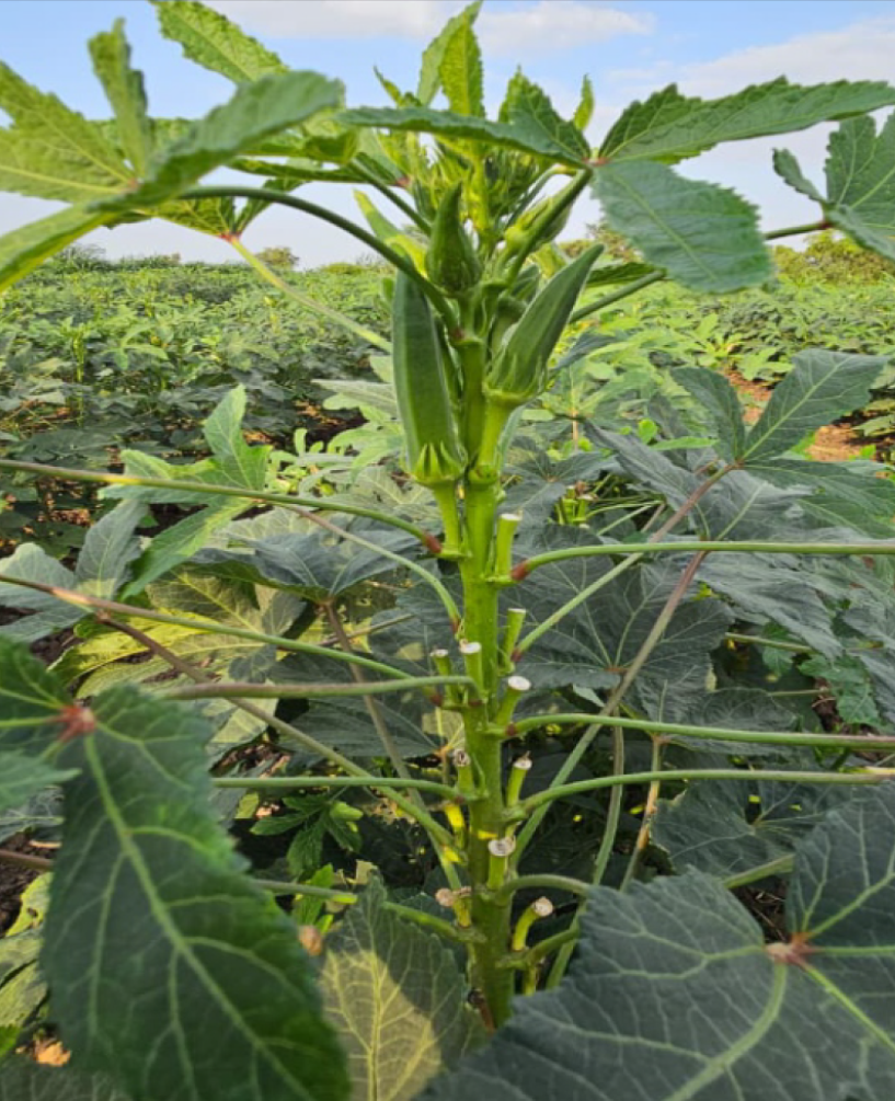 P.V.R. HYBRID – Bhindi (Okra) OKH-52