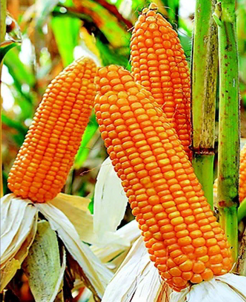 P.V.R. Ha. MAIZE 801