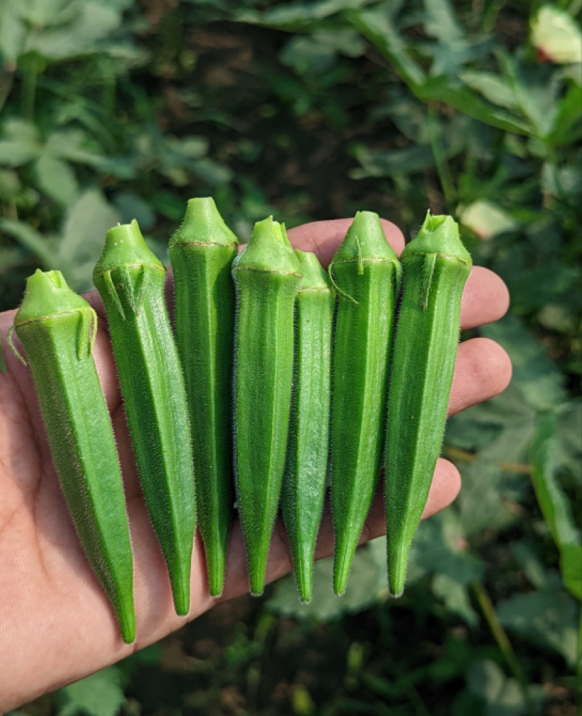 P.V.R. Hybrid ---Bhindi (Okra) Rani 26