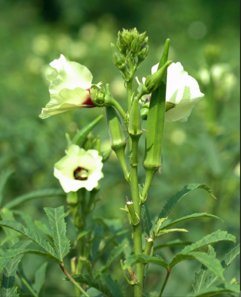 P.V.R. Hybrid -okra - kavya -1805