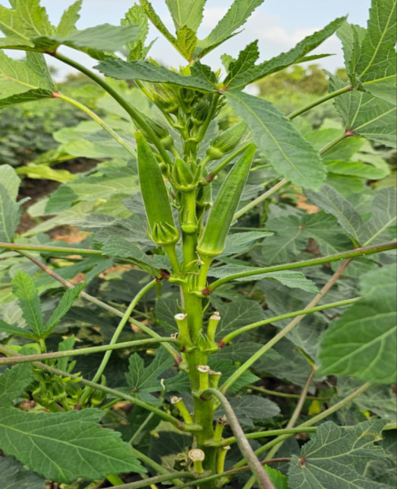 P.V.R. Hybrid – Bhindi (Okra) 2111