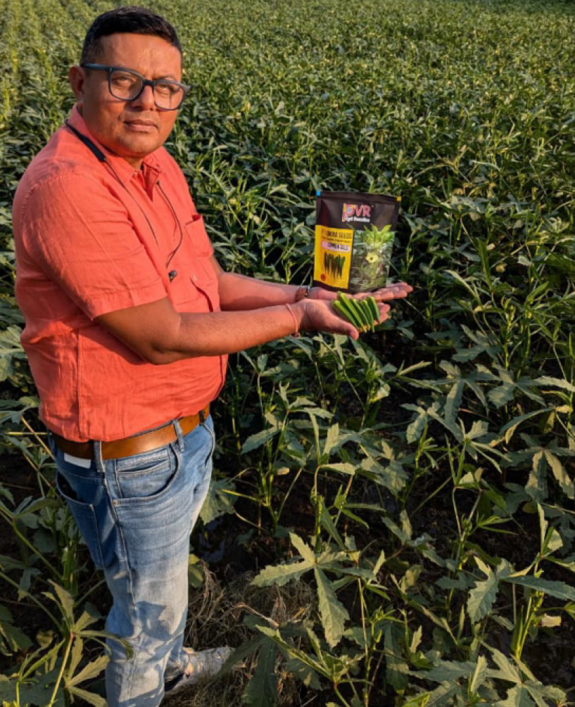 P.V.R. Hybrid – Bhindi (Okra) SIMMBA Gold