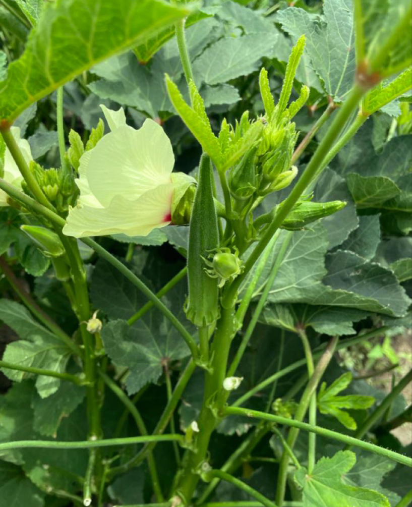 P.V.R. Hybrid – Bhindi (Okra) Saraswati