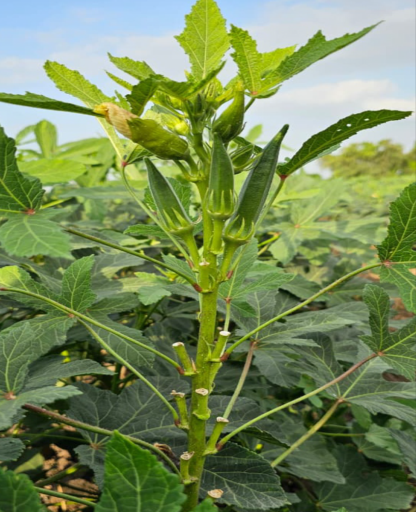 P.V.R. Hybrid – Bhindi (Okra) Satya