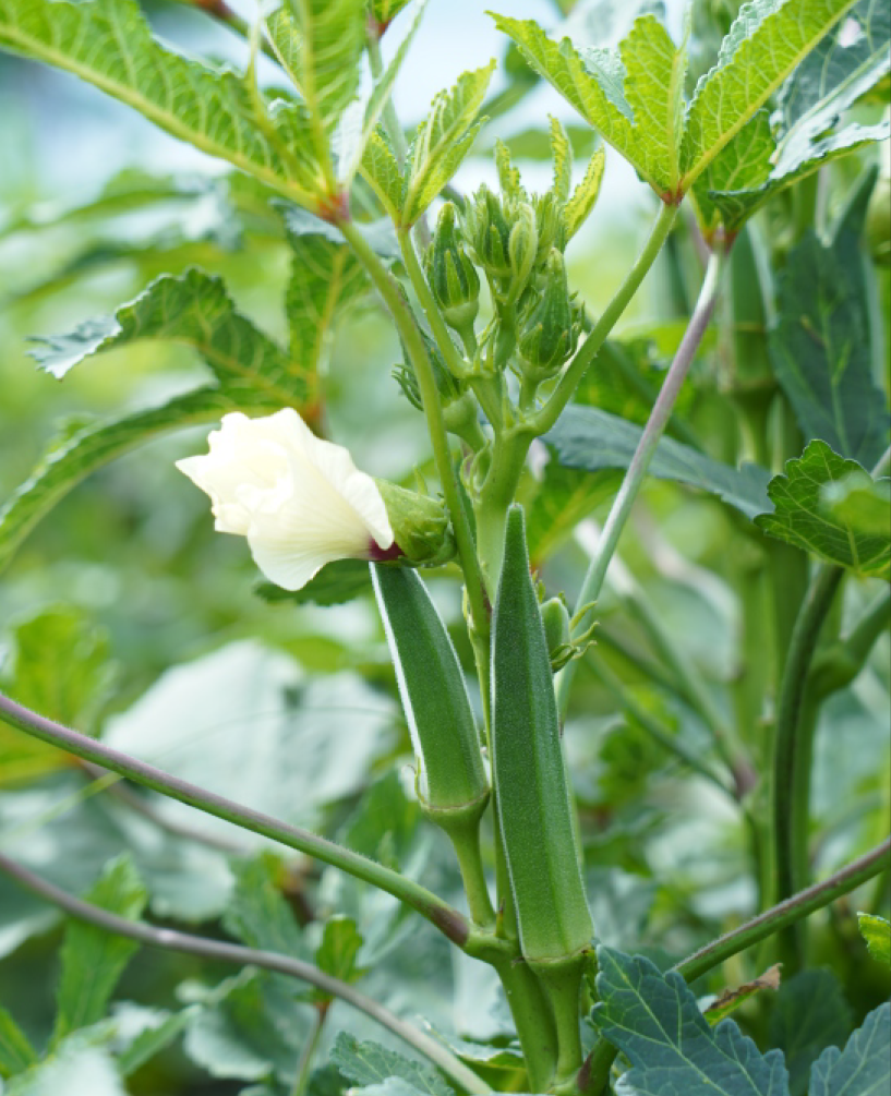 P.V.R. Hybrid – Bhindi (Okra) Simmba