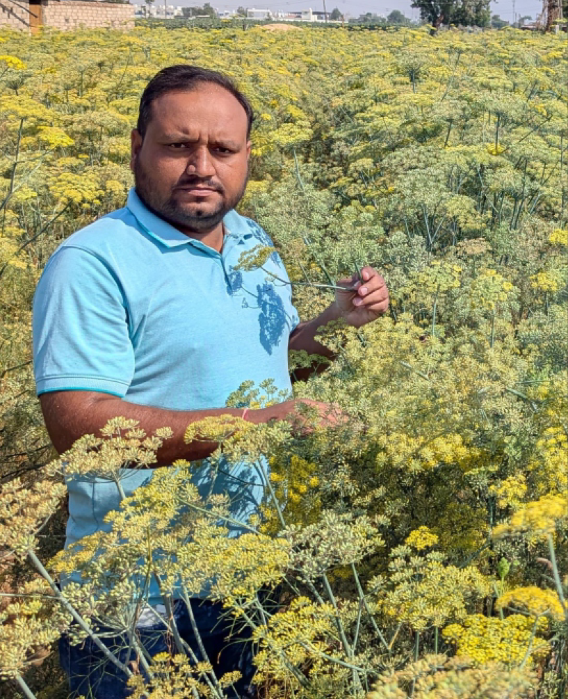 P.V.R. Hybrid – Fennel (Variali) Pista-41