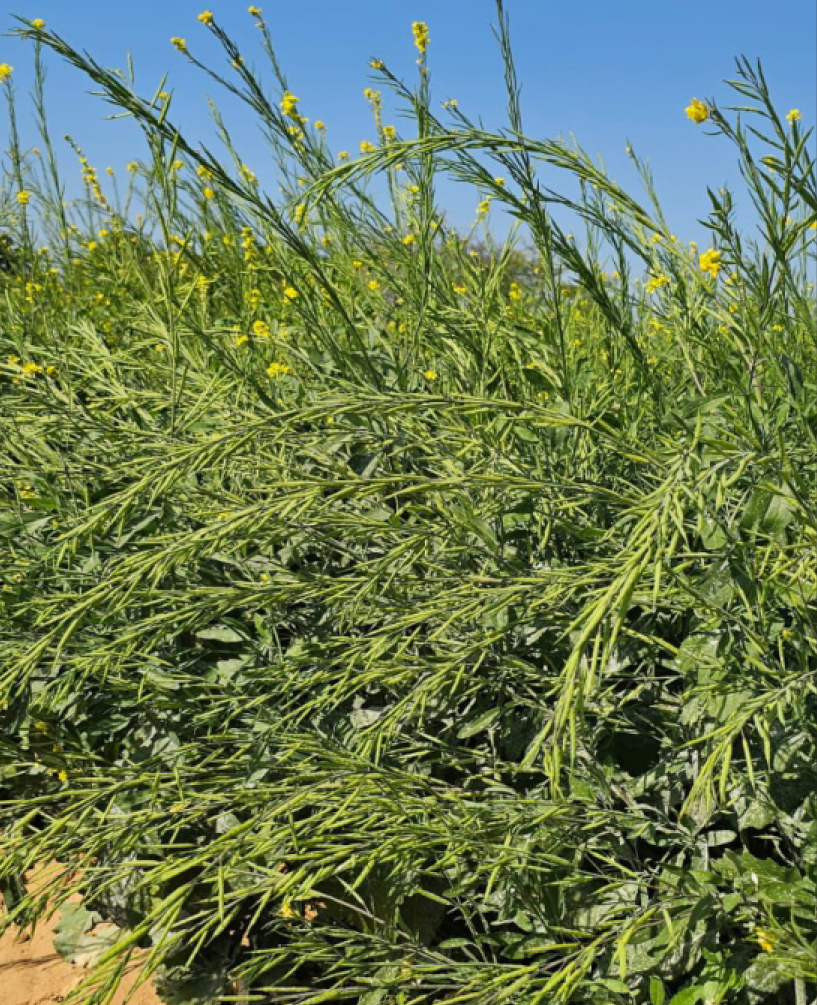 P.V.R. Hybrid – Mustard Mahi-77