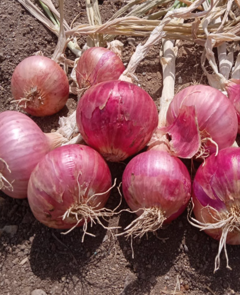 P.V.R. RESEARCH - ONION - GOLDEN