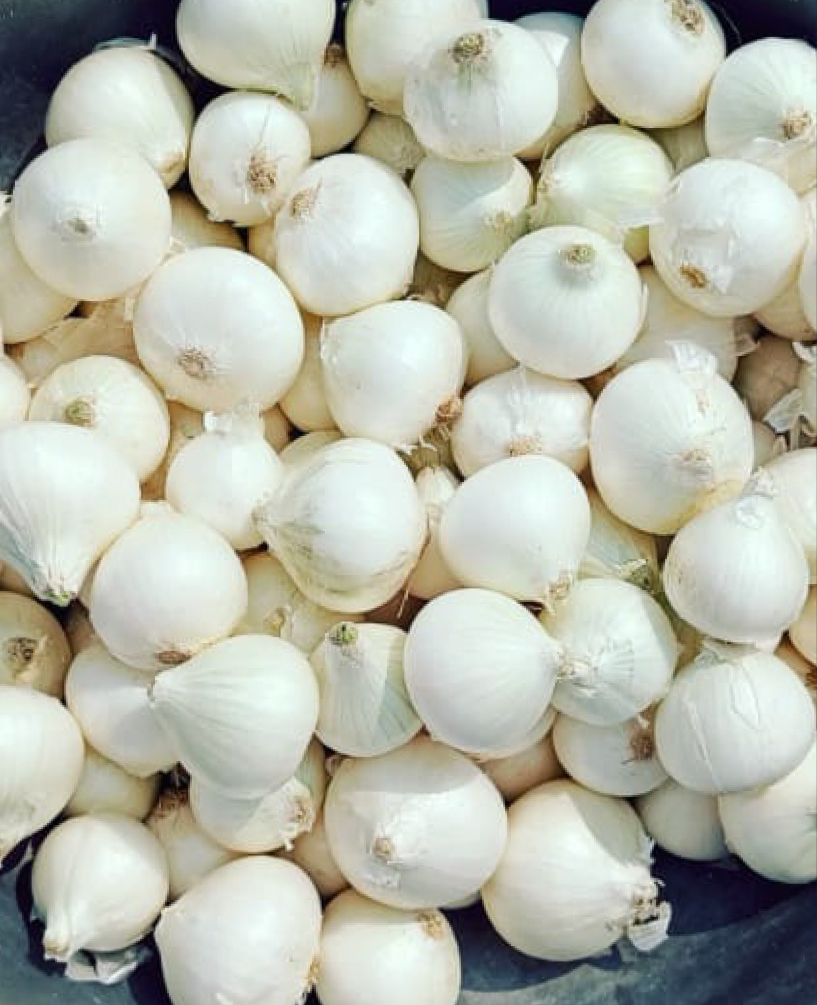 P.V.R. RESEARCH - ONION - WHITE EGG