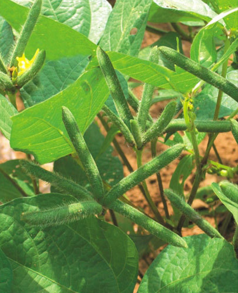 P.V.R. Research Black Gram (Urad) Prime