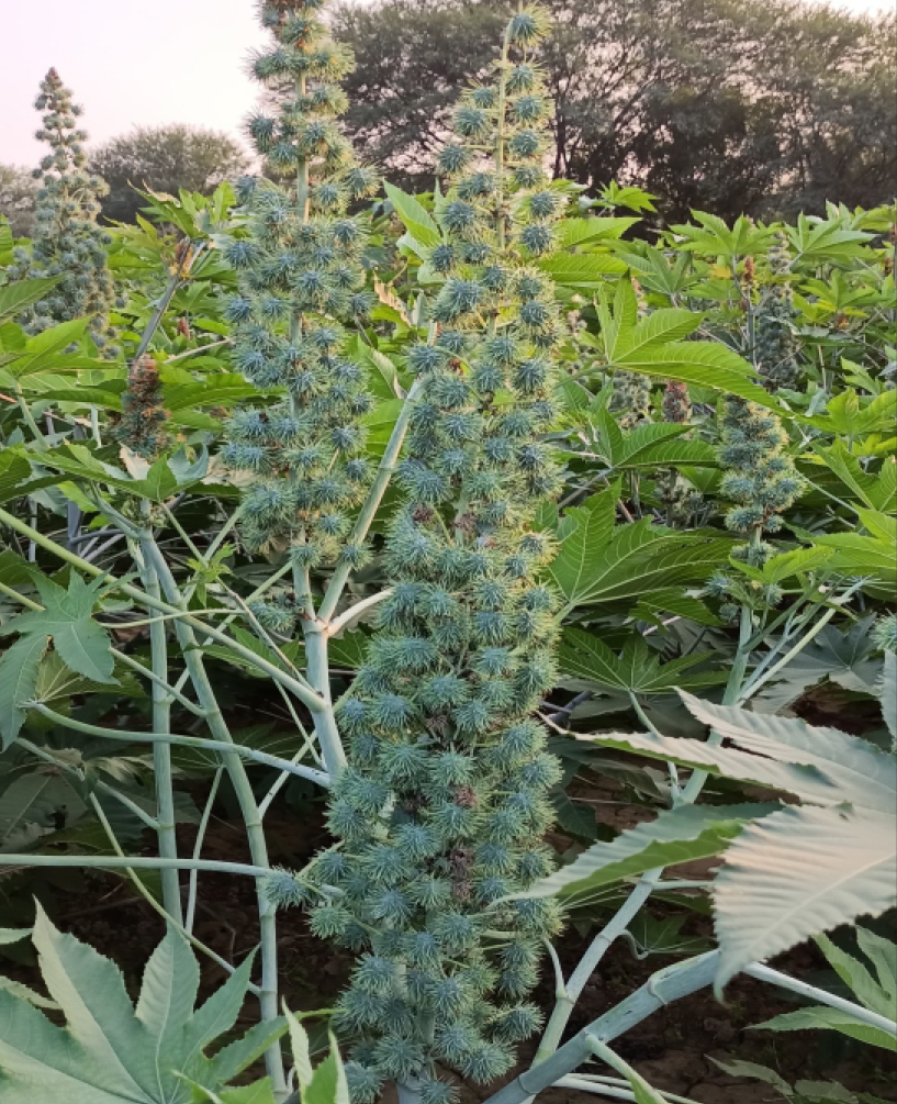 P.V.R. Research Hybrid – castor 88