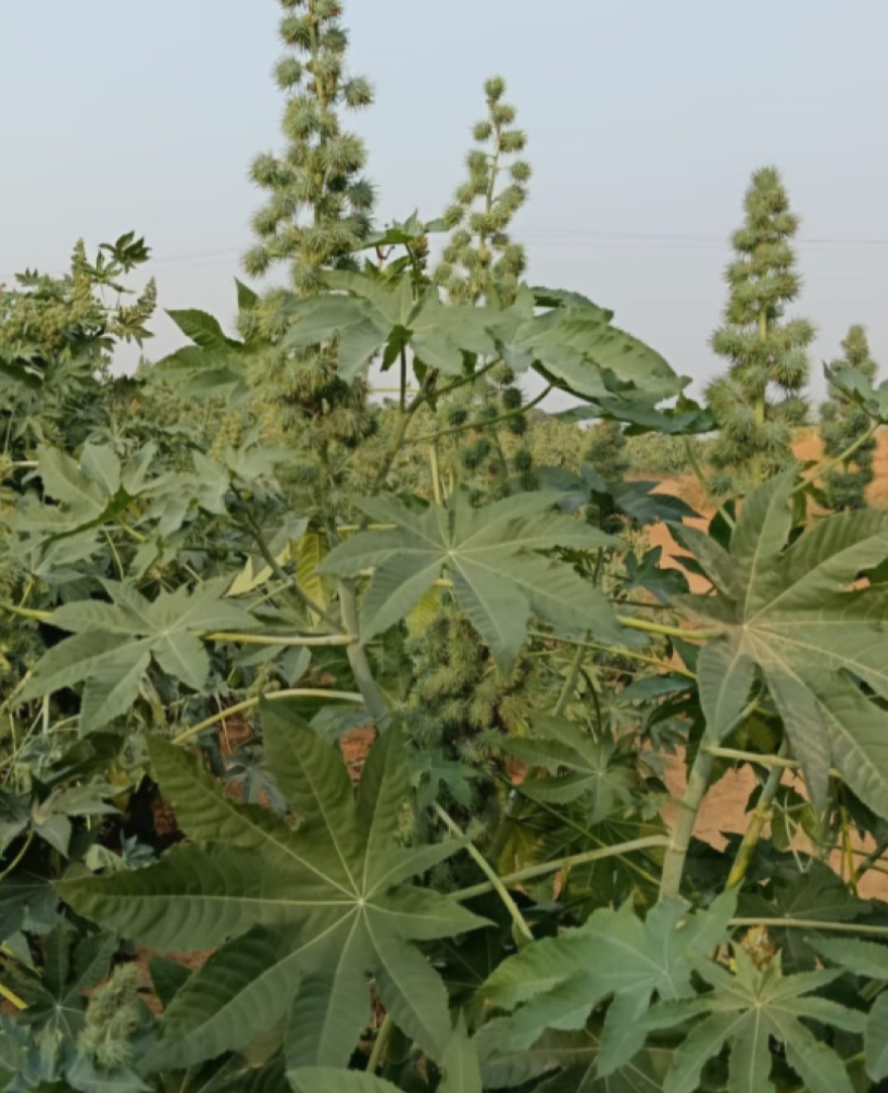 P.V.R. Research Hybrid – castor Green Rainbow