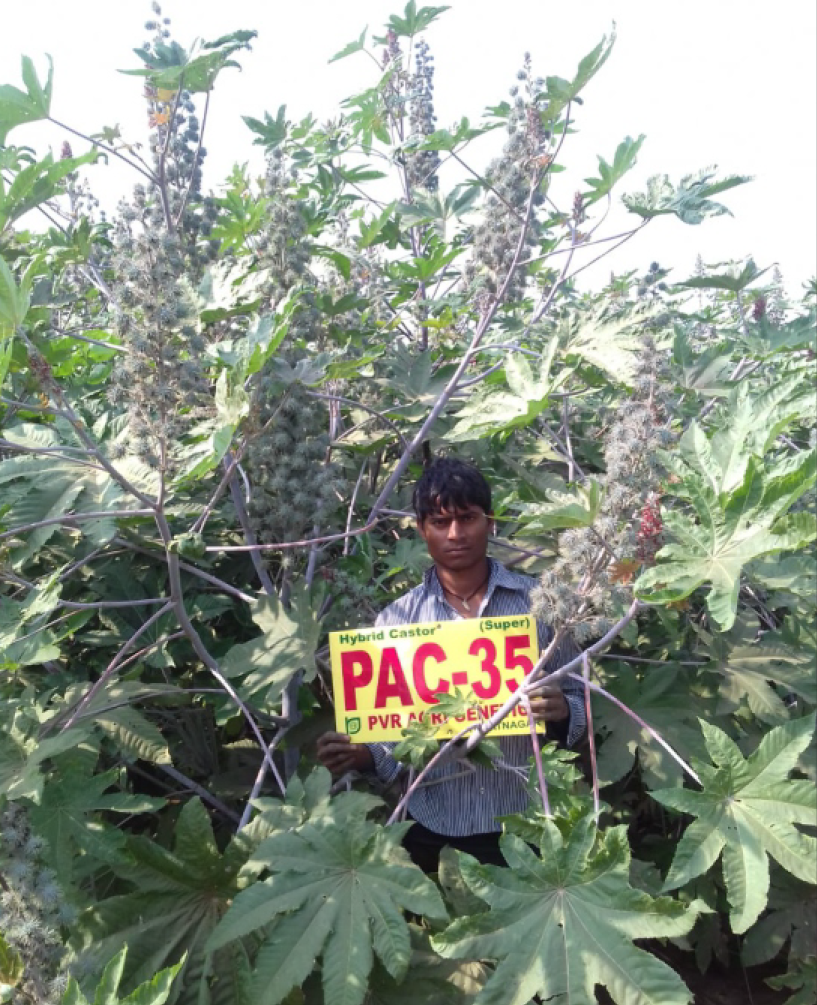 P.V.R. Research Hybrid – castor PAC-35