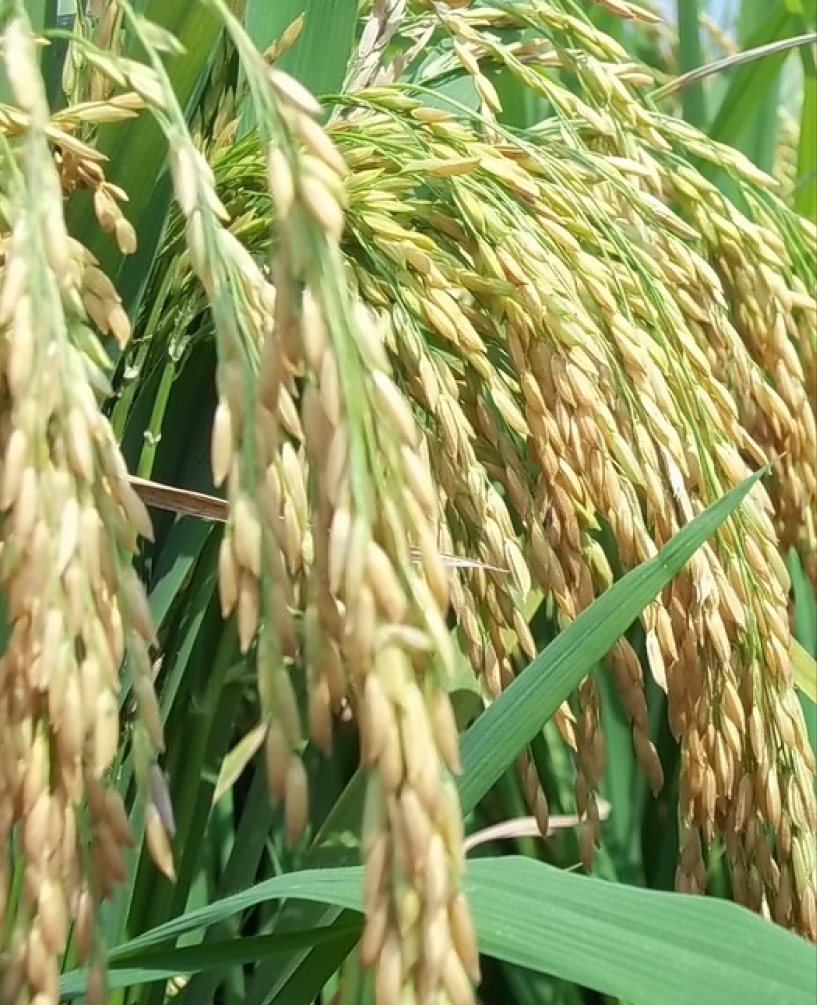 P.V.R. Research Paddy Poha Gold