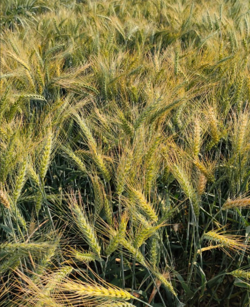 P.V.R. Research Wheat PVR -96