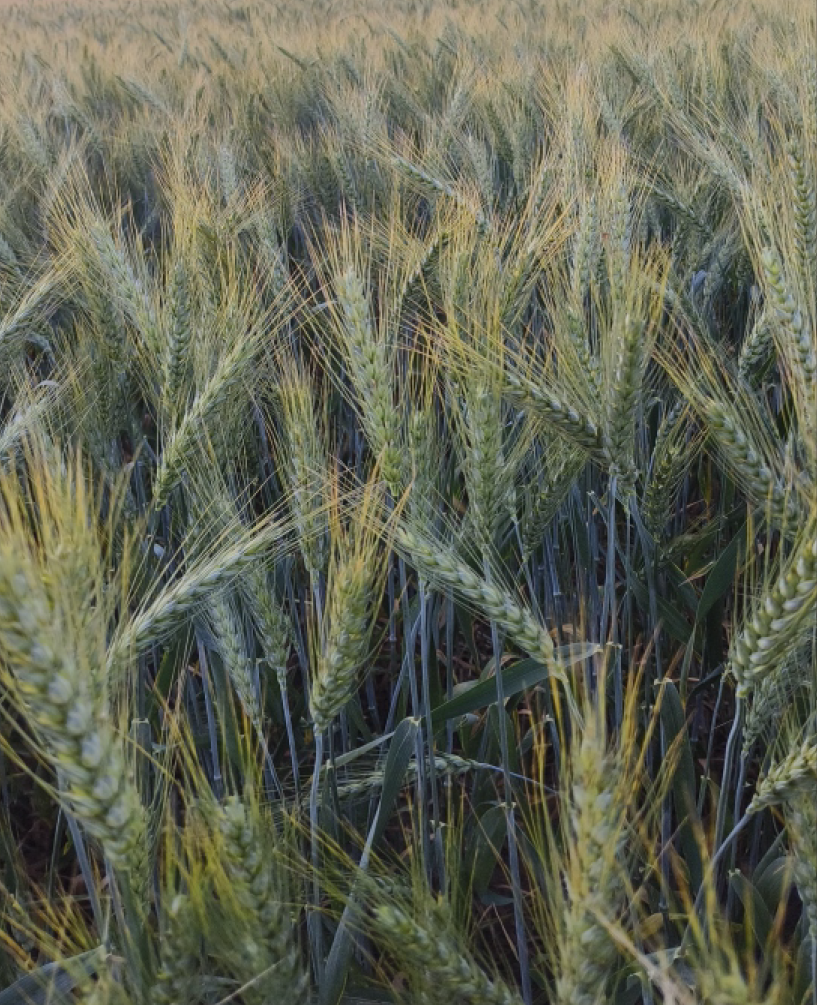 P.V.R. Research Wheat Shakti-51