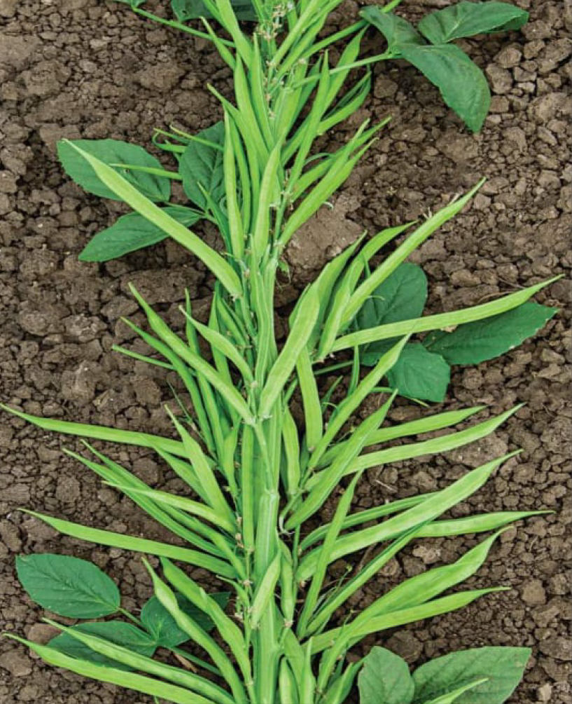 P.V.R. Research – CLUSTER BEAN Menka-22