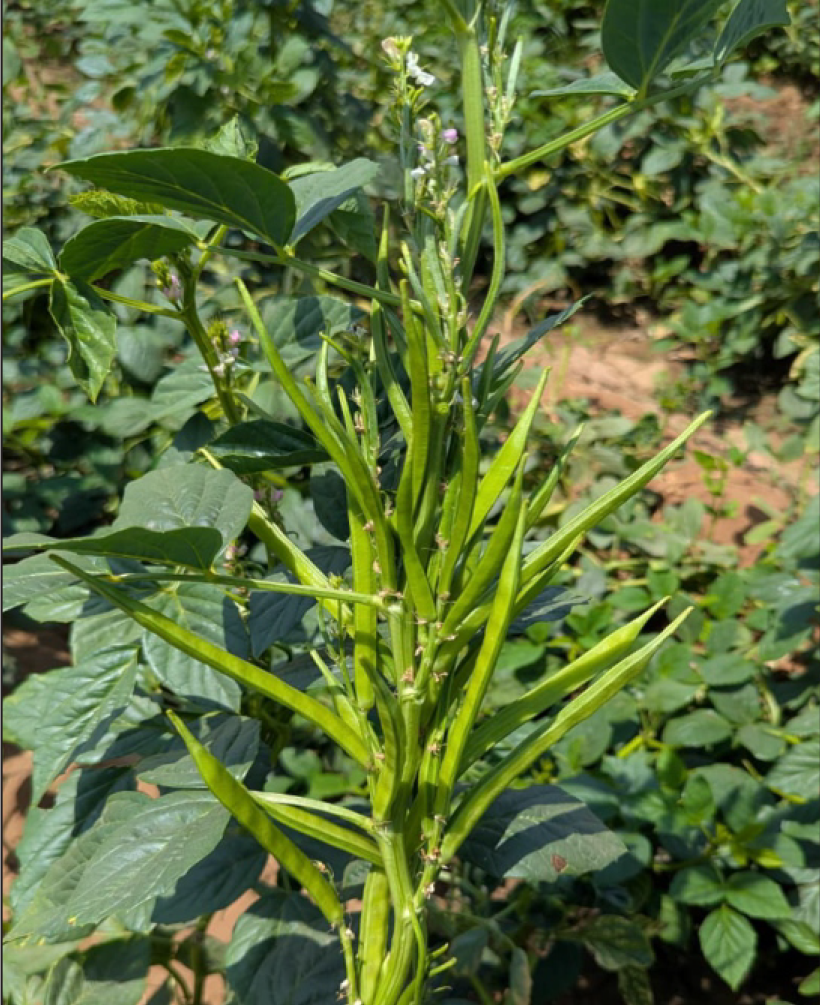 P.V.R. Research – CLUSTER BEAN Silver