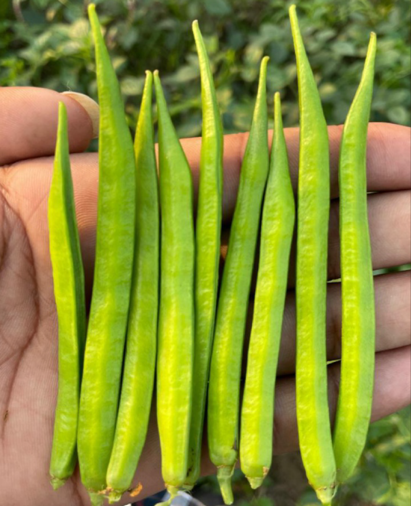 P.V.R. Research – CLUSTER BEAN Swara