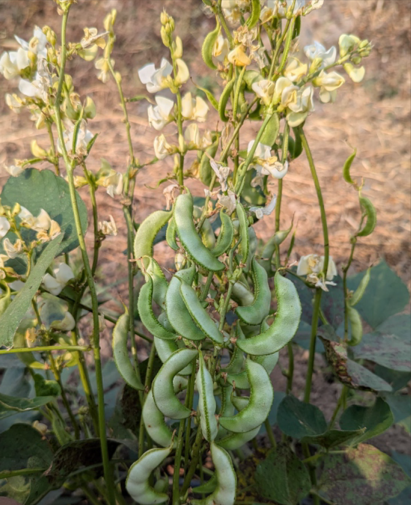 P.V.R. Research – DOLICHOS Bean (SARTHI)