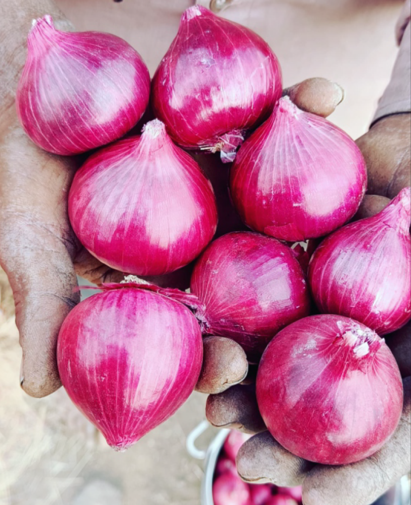 P.V.R. Research – Onion Karishma