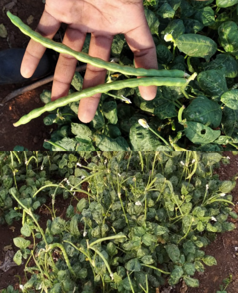 P.V.R. Research –COWPEA- Bold