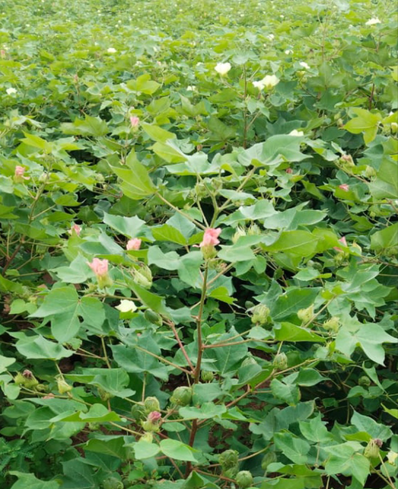 P.V.R. cotton BG-2 Super