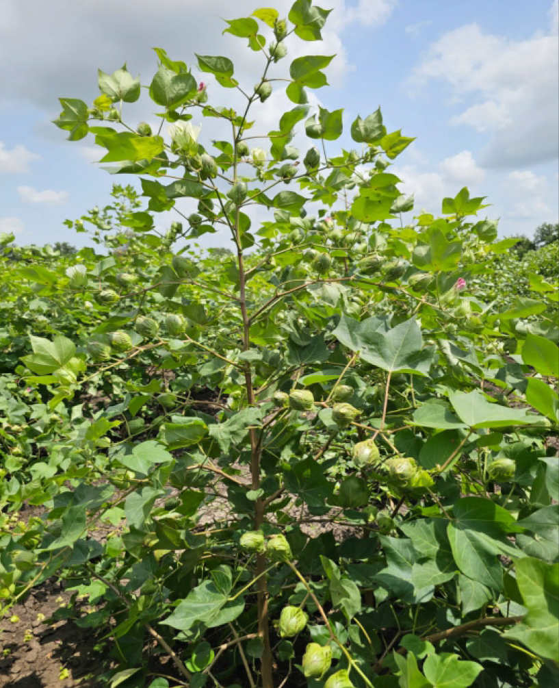 P.V.R. cotton Jully BG-2
