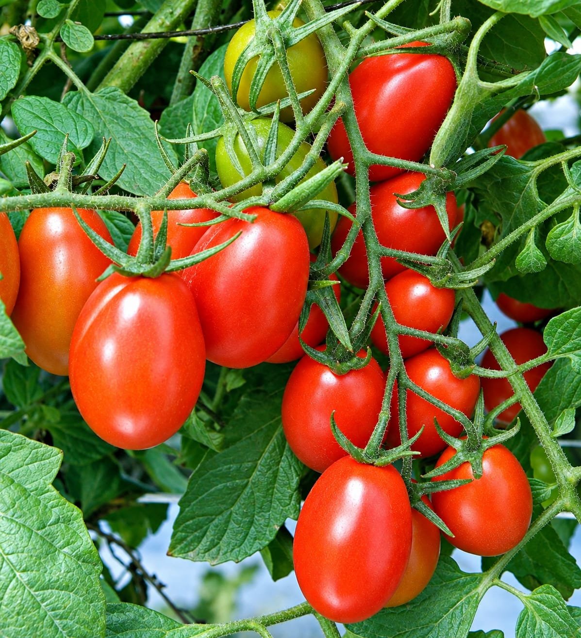 Tomato